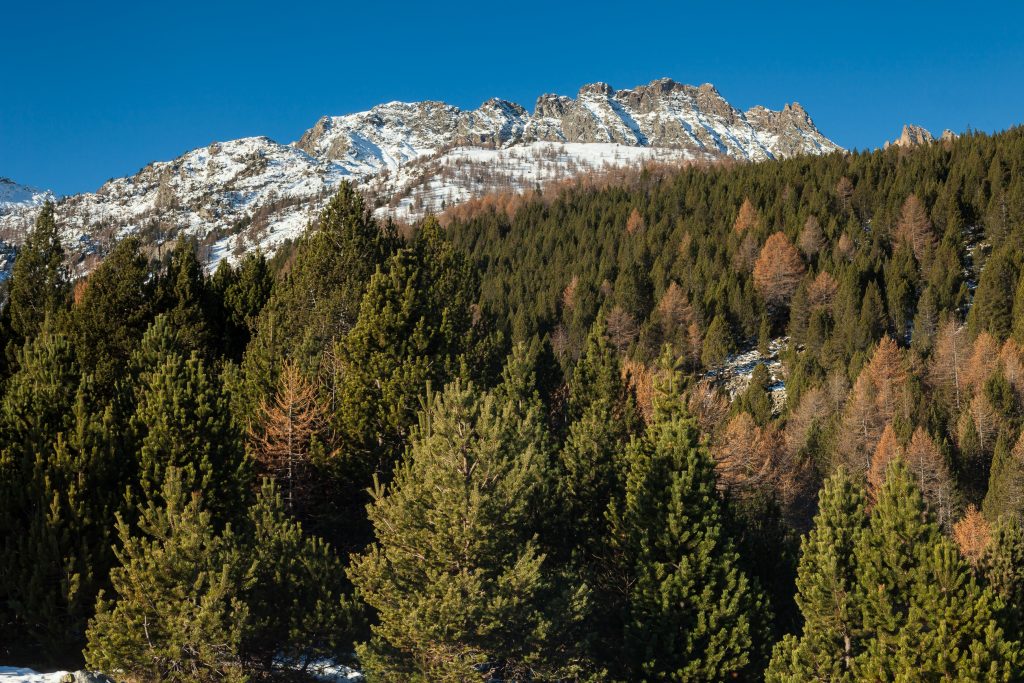 Territorio – Foresta