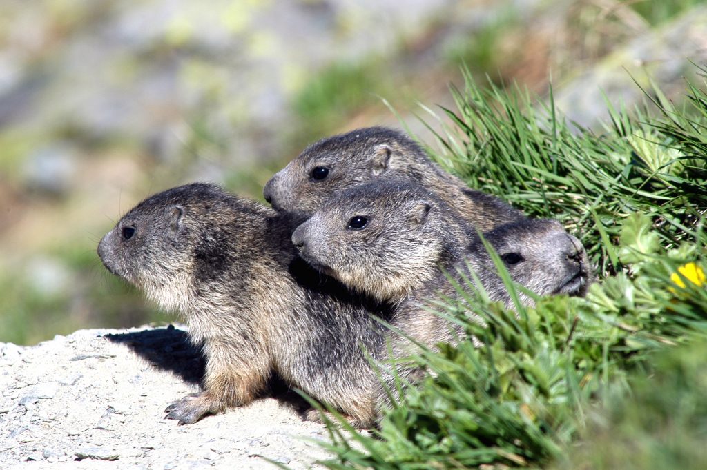 Fauna – Marmotte
