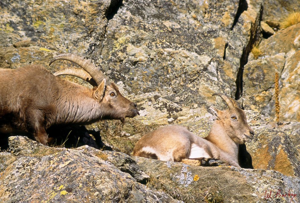 Fauna – Stambecco