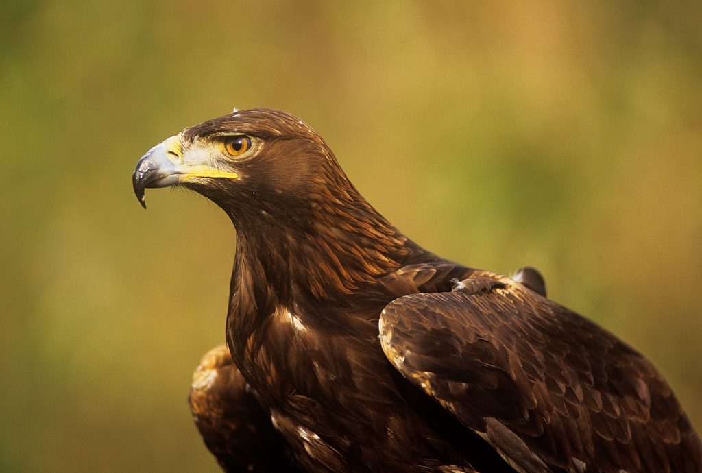 Fauna – Aquila