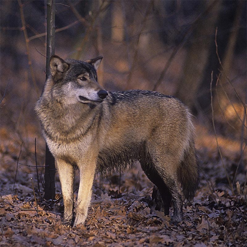 progetto co wolf